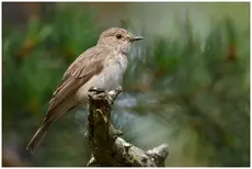 Spotted Flycatcher