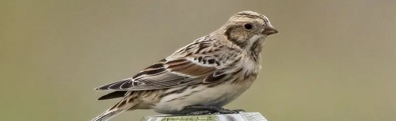 Lapland longspur