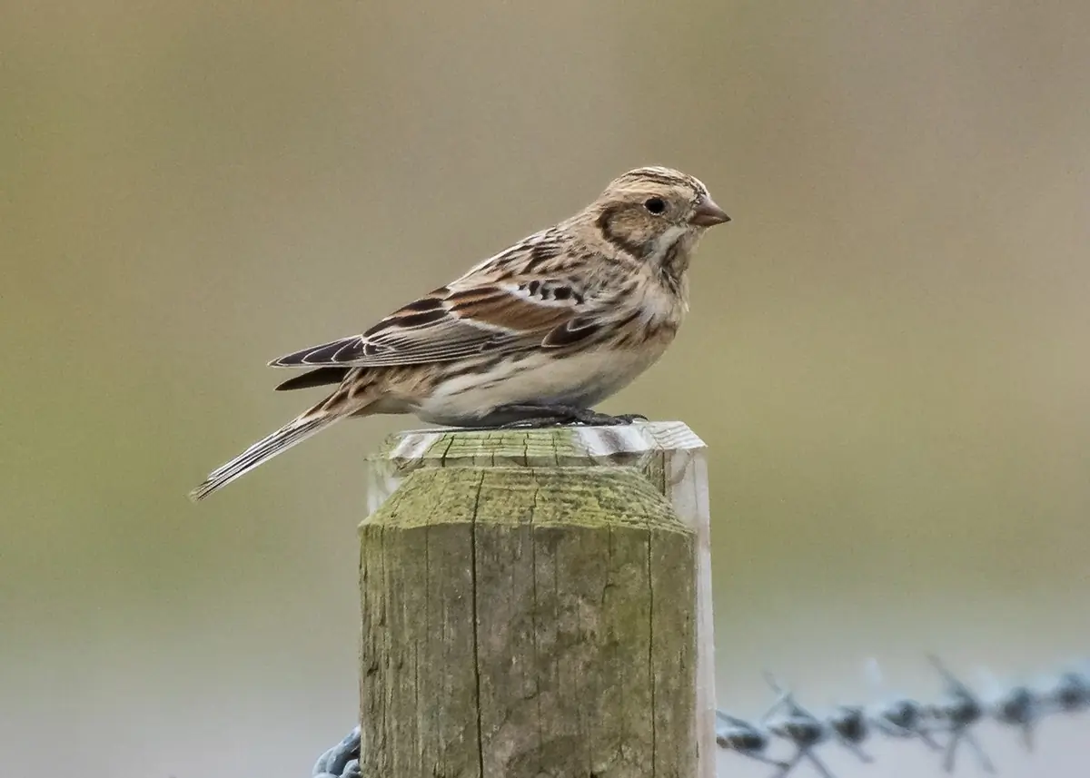 Lapland longspur