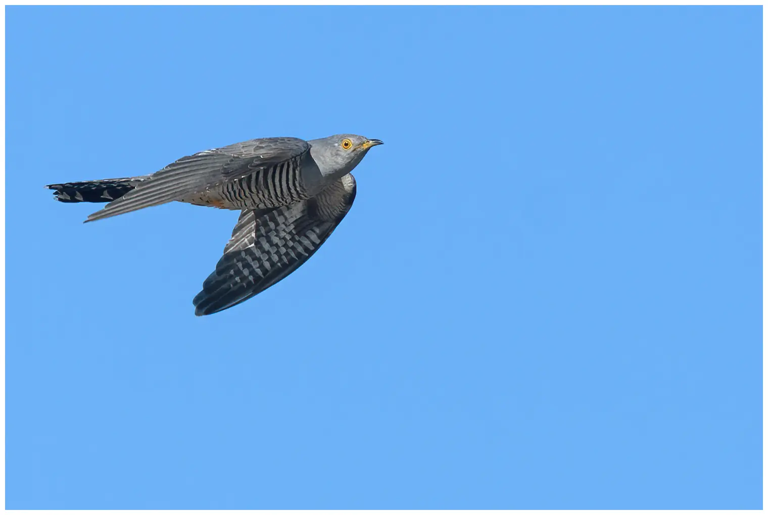 Cuckoo