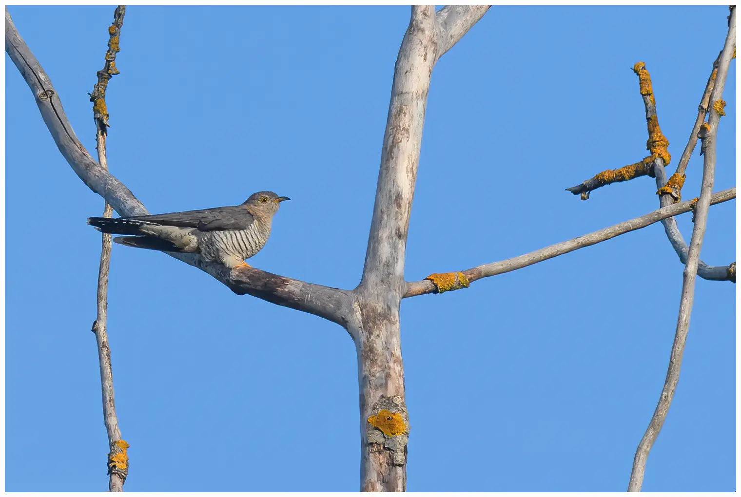 Cuckoo