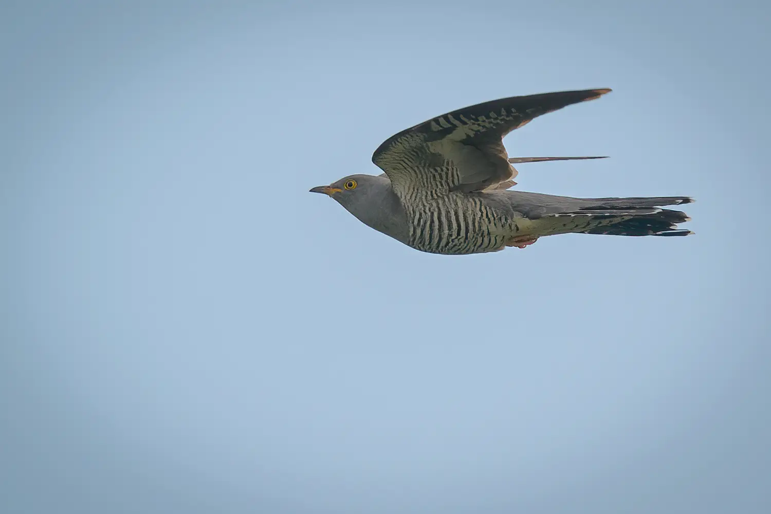 Cuckoo