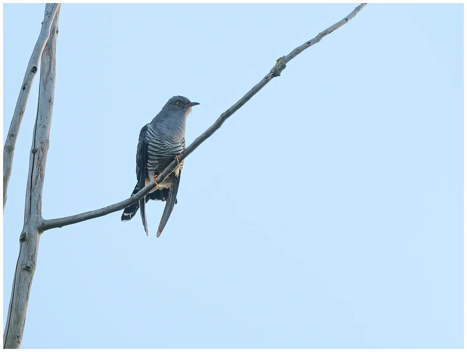 Cuckoo
