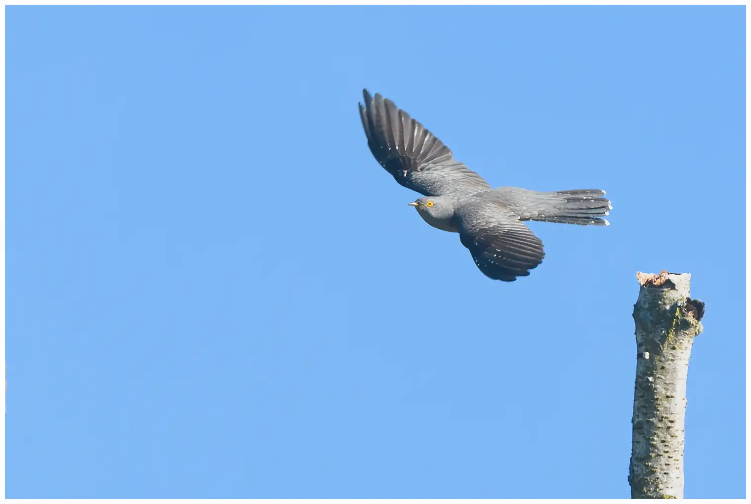 Cuckoo