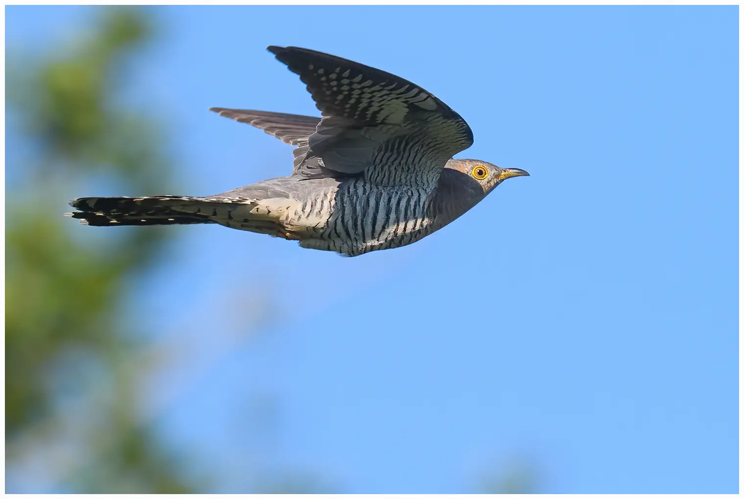 Cuckoo