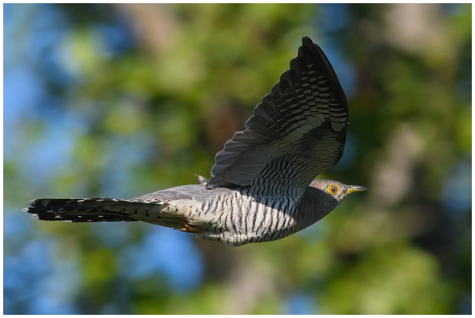 Cuckoo