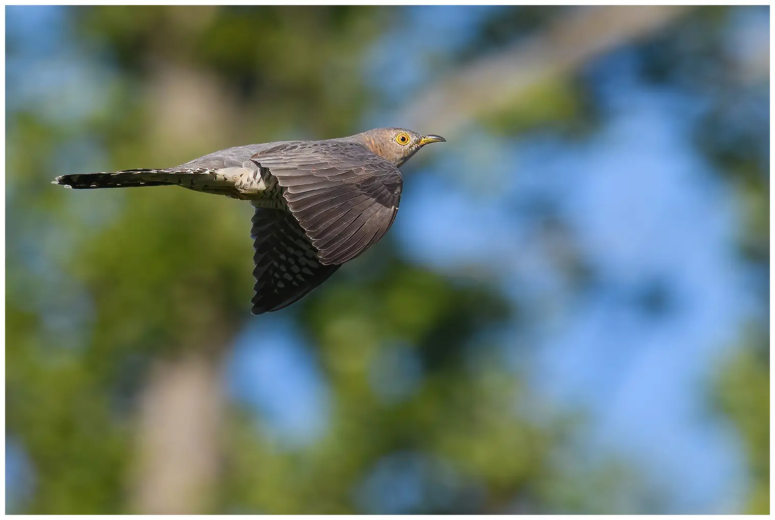 Cuckoo