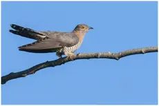 Cuckoo
