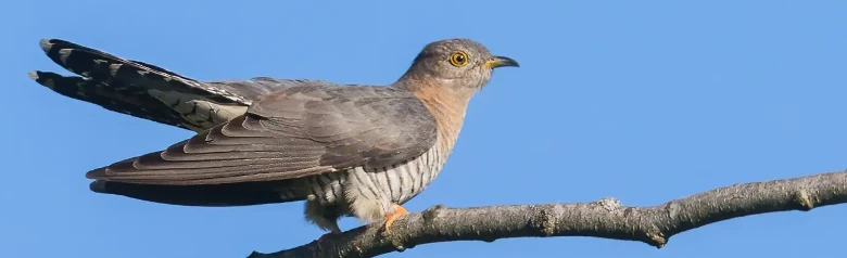 Cuckoo. Falcon-like with long pointed wings and long tail. Ash grey with darker tail and wings, light underside with dark crossbars.