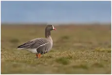 Lesser white-fronted goose