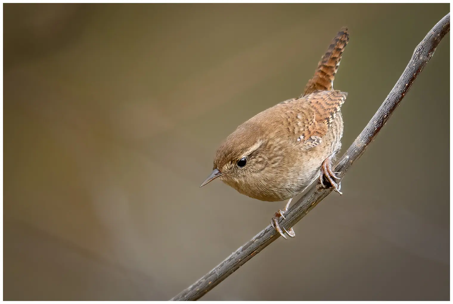 Wren