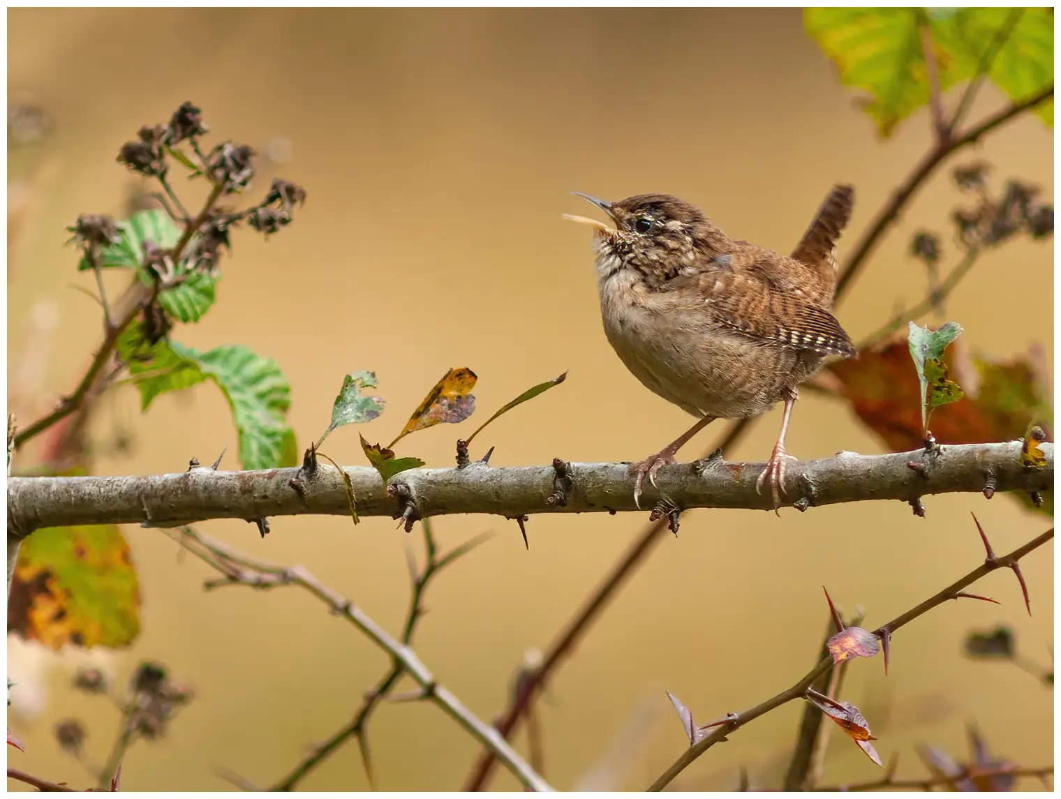 Wren