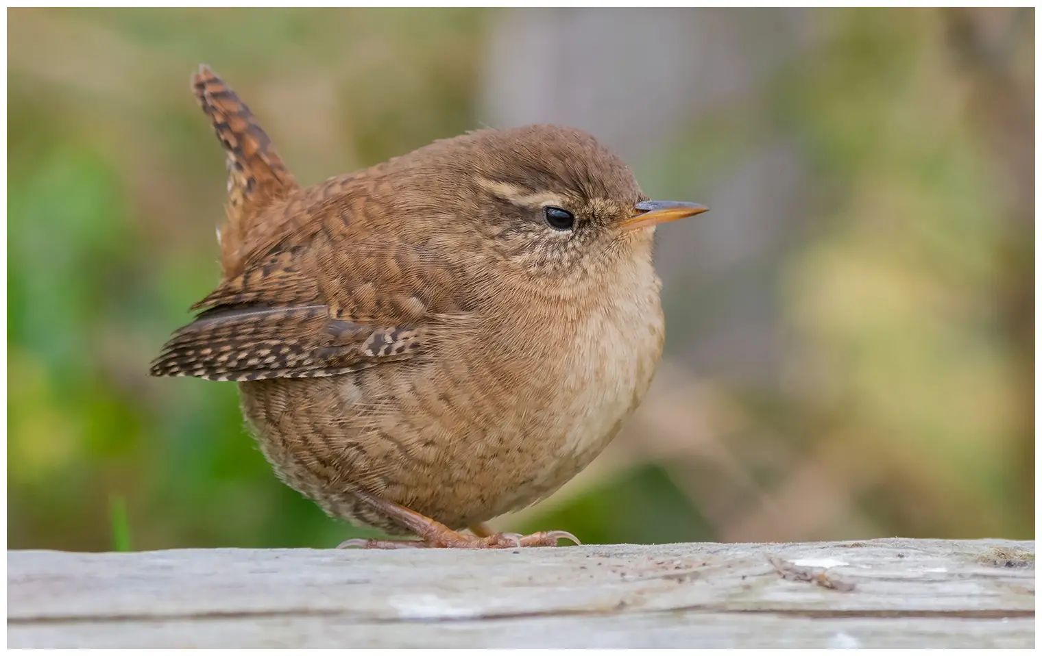 Wren