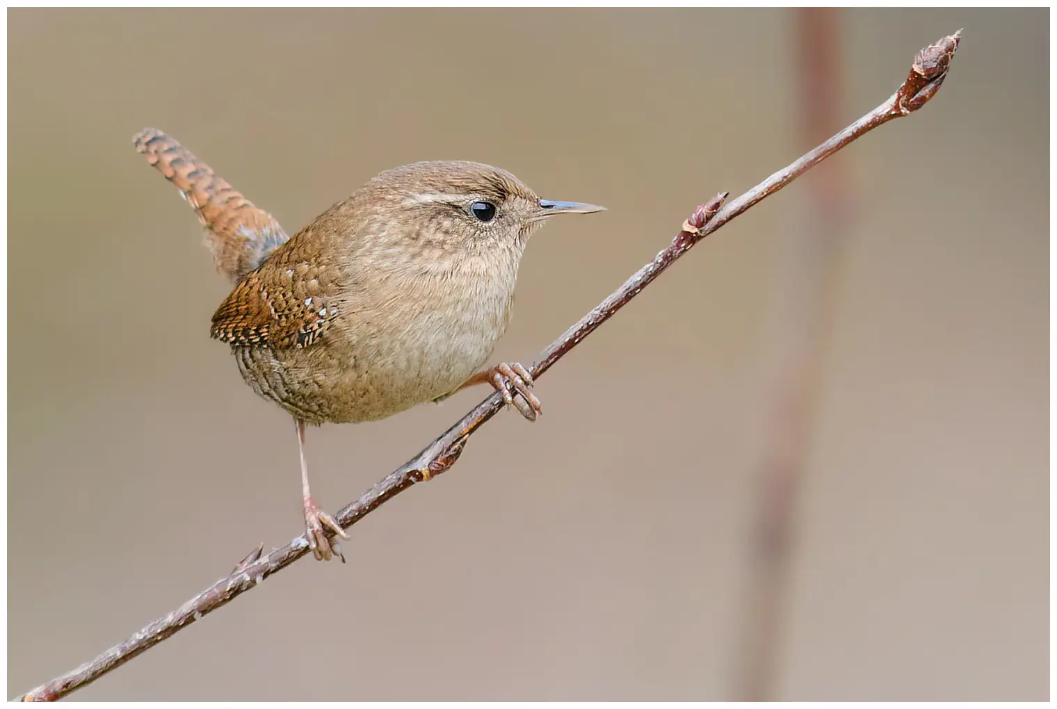 Wren