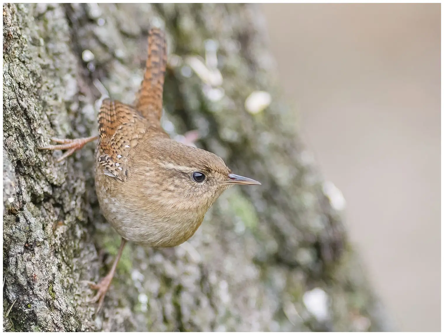 Wren