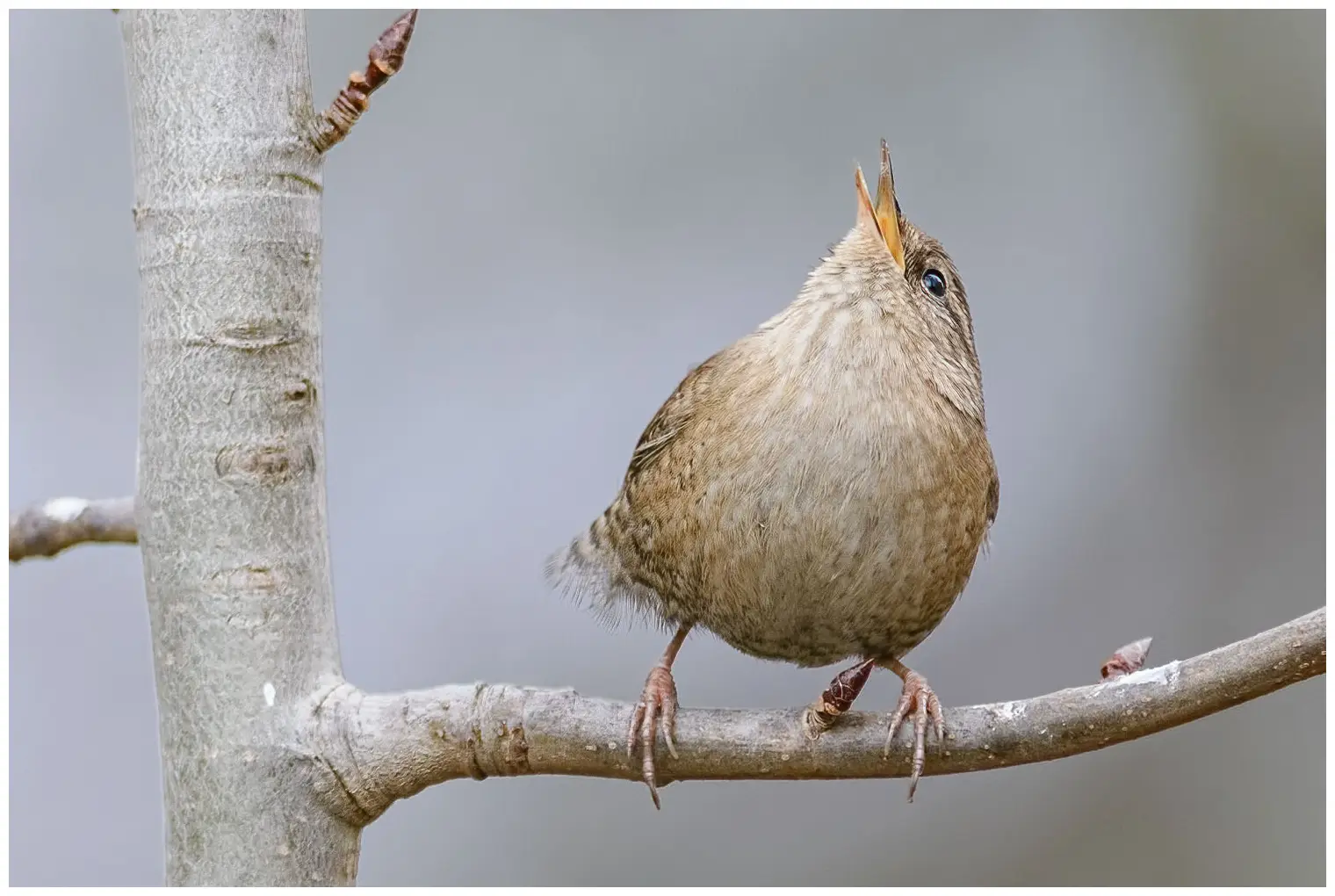 Wren
