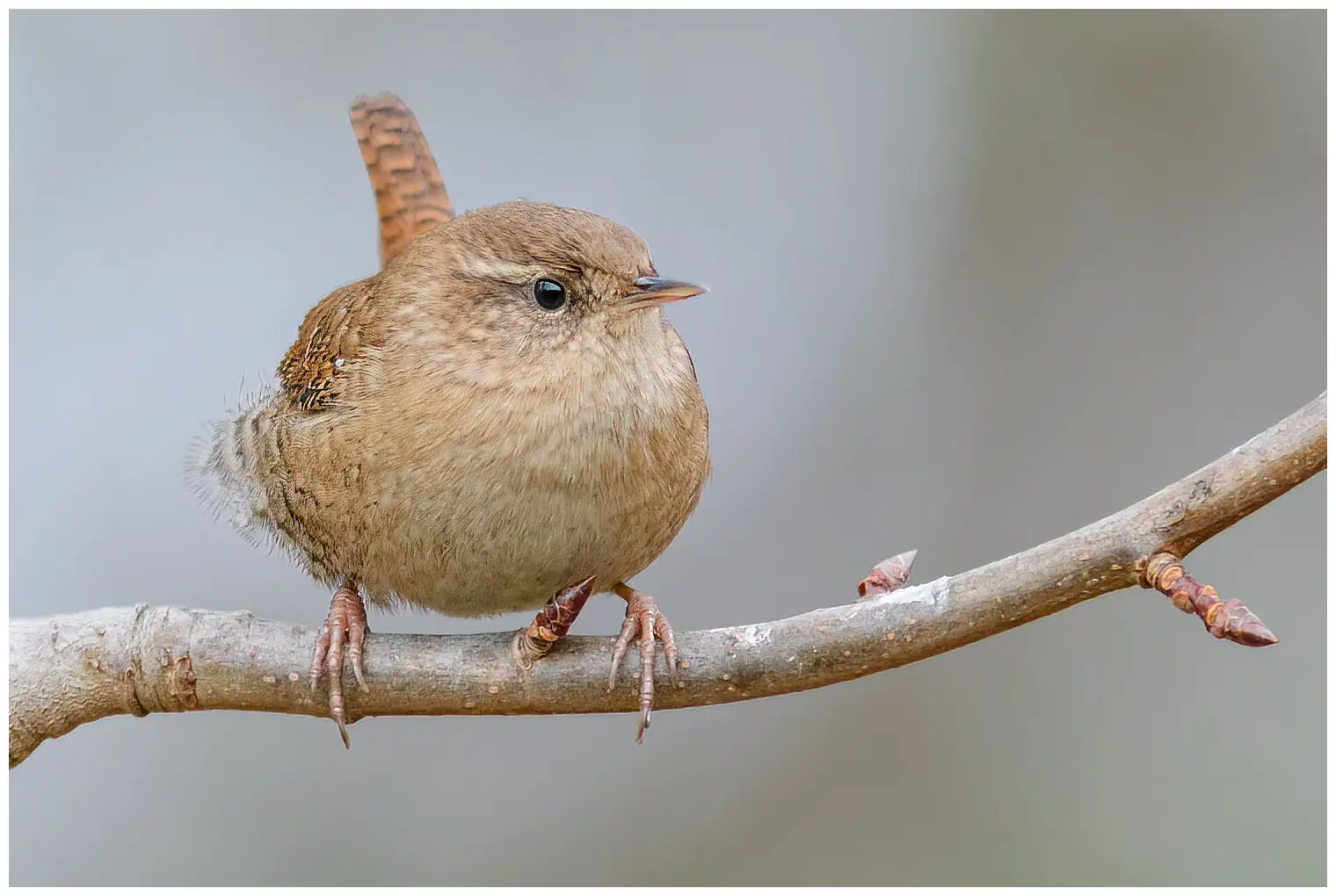Wren
