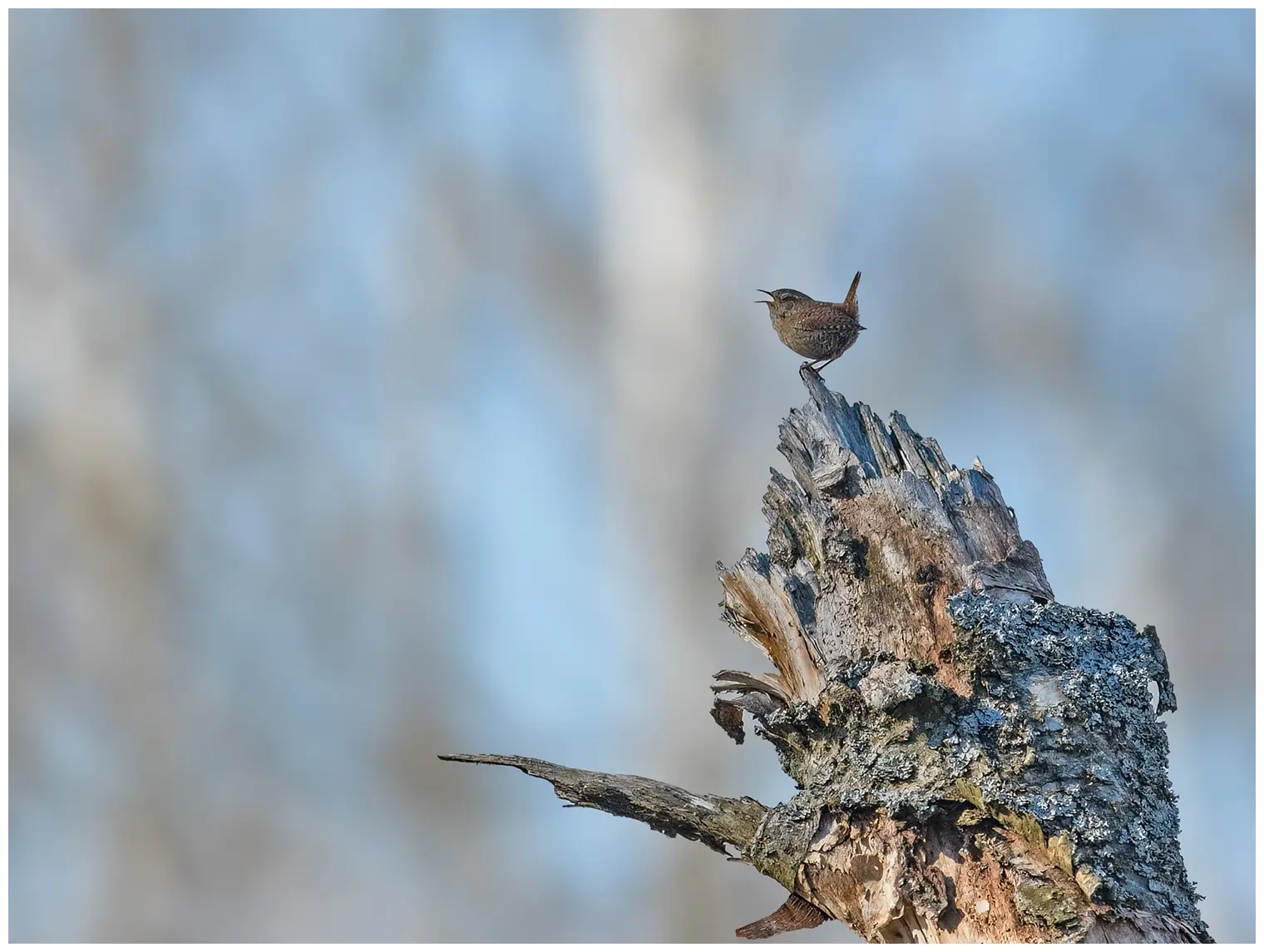 Wren