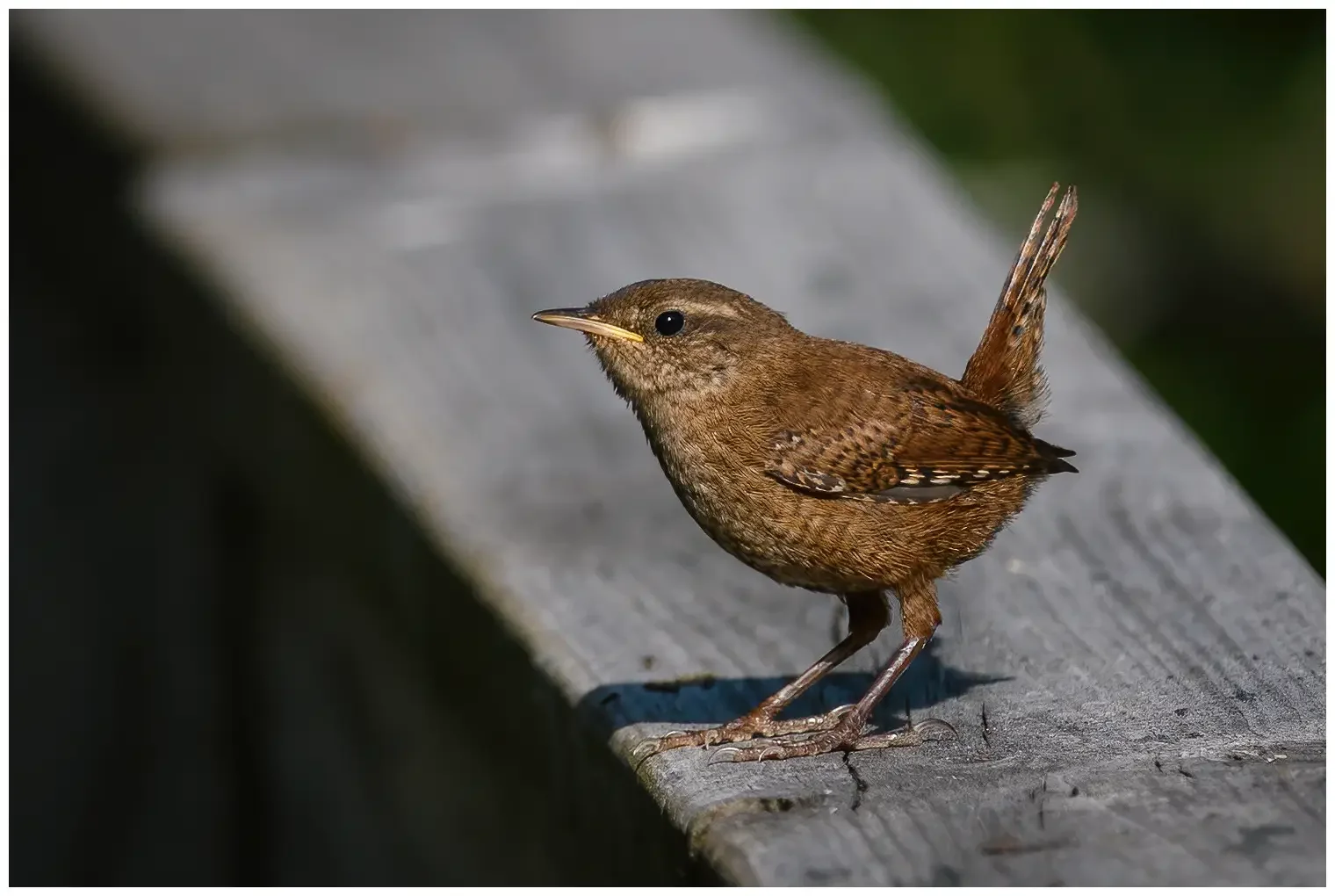 Wren