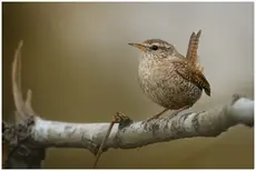 Wren