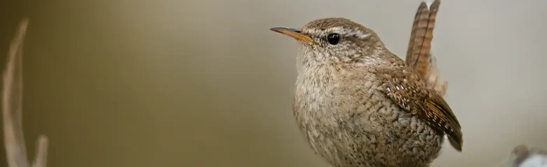 Wren. Seen from the front on a branch. Small rust-brown bird with an upward-pointing tail.