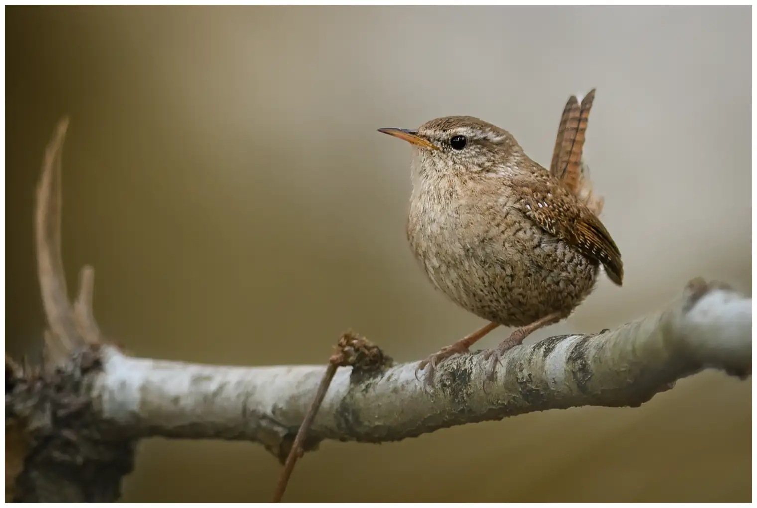 Wren. Seen from the front on a branch. Small rust-brown bird with an upward-pointing tail.