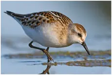 Little stint