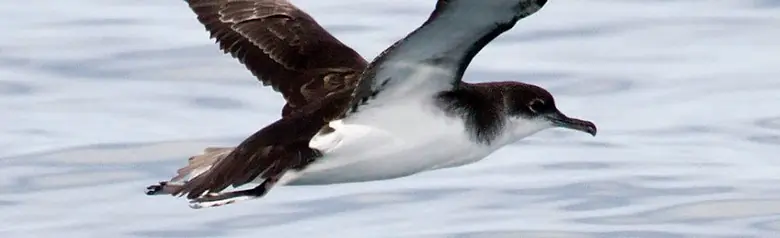 Manx shearwater