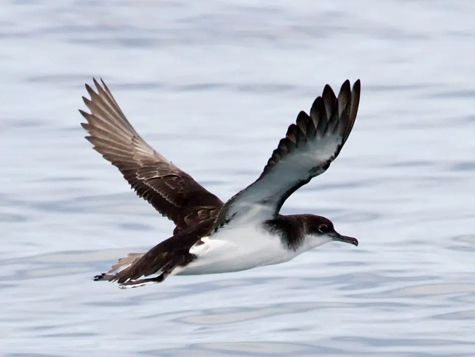 Manx shearwater