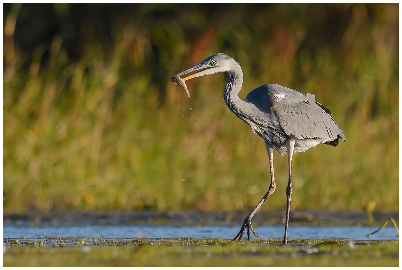 Grey Heron