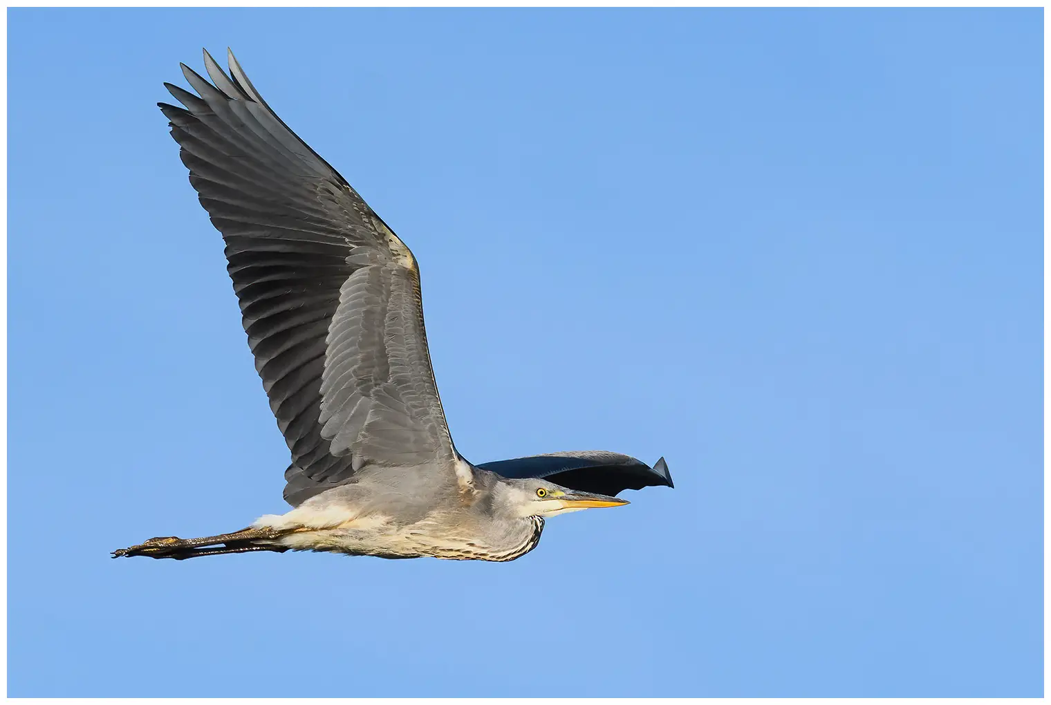 Grey Heron