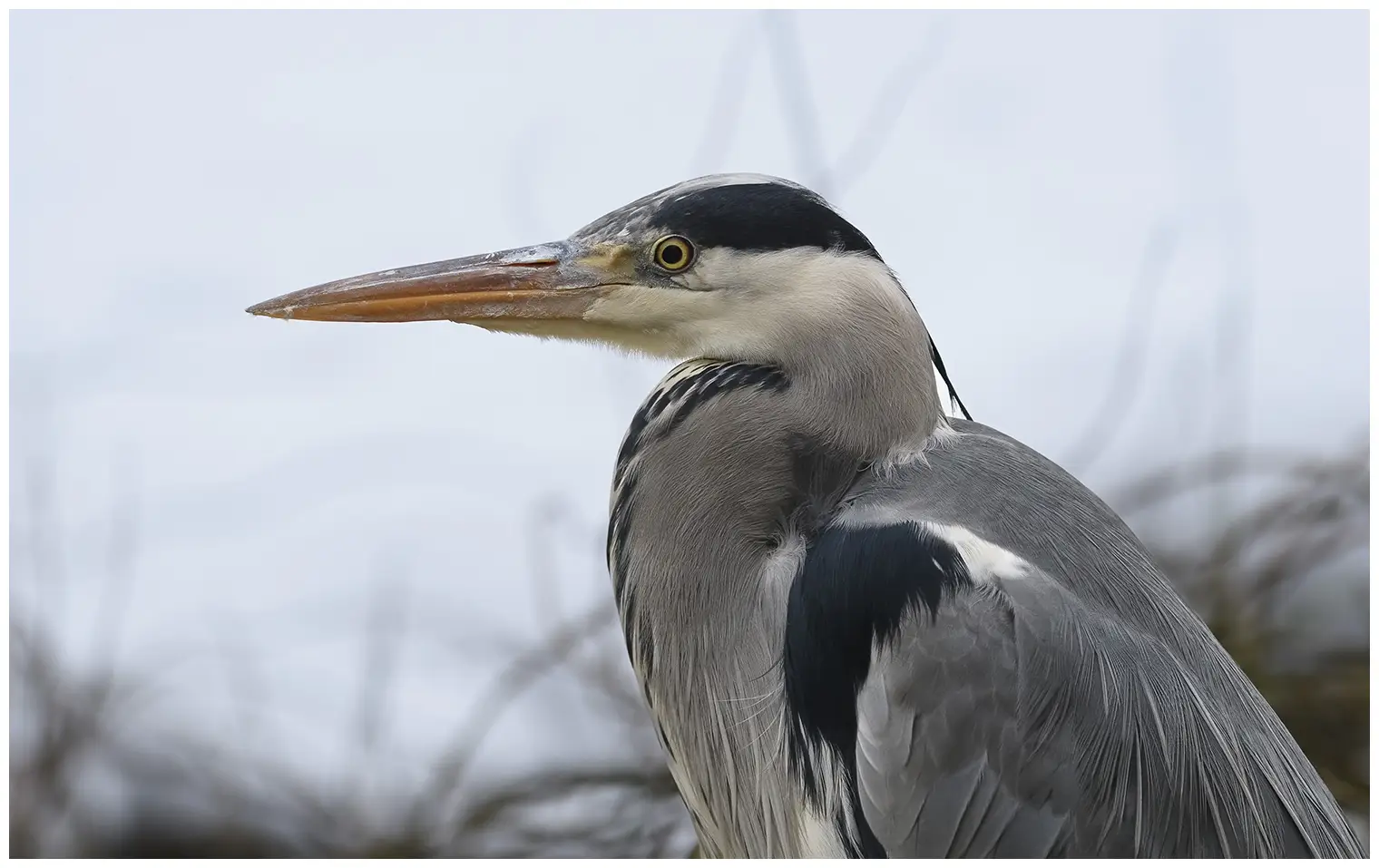 Grey Heron
