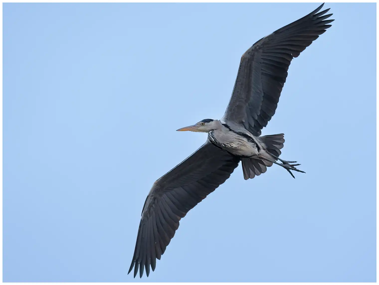 Grey Heron