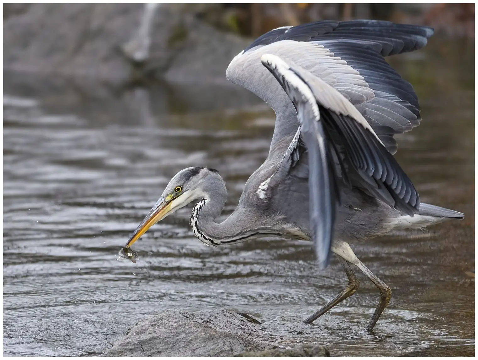 Grey Heron