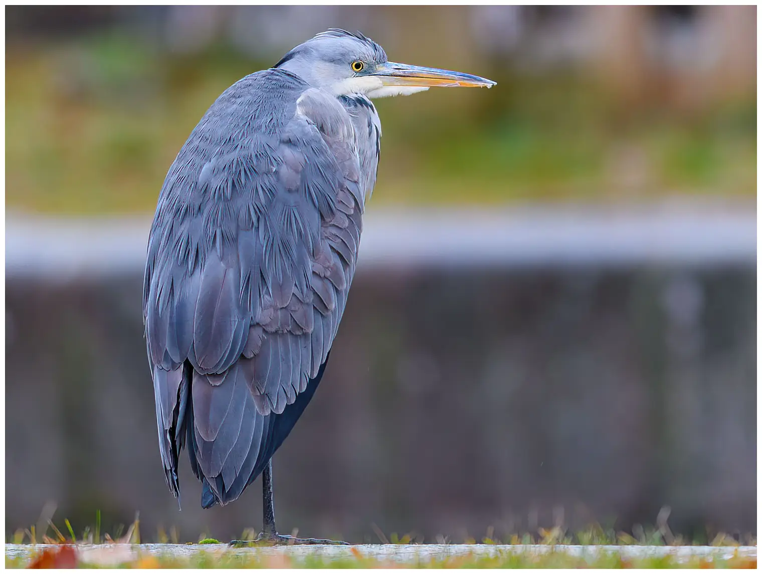 Grey Heron