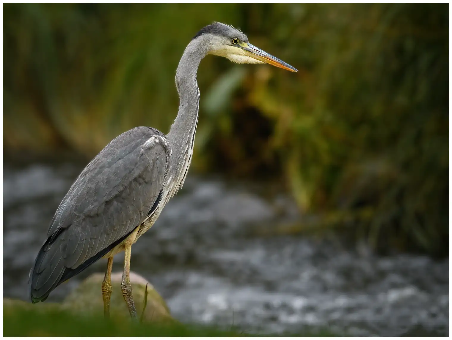 Grey Heron