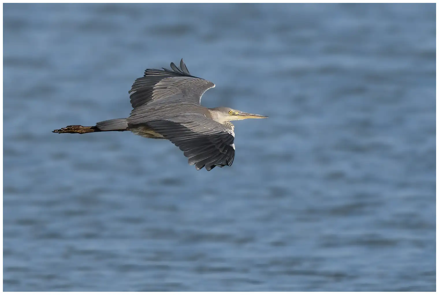Grey Heron