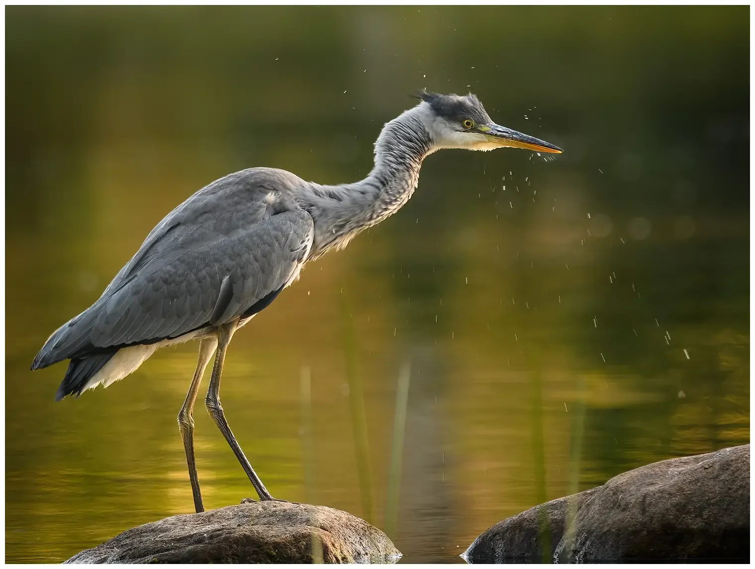 Grey Heron