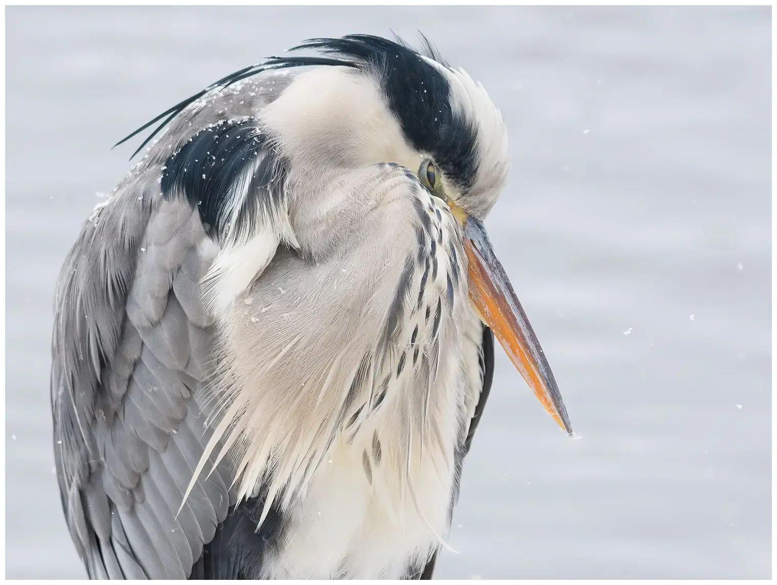Grey Heron