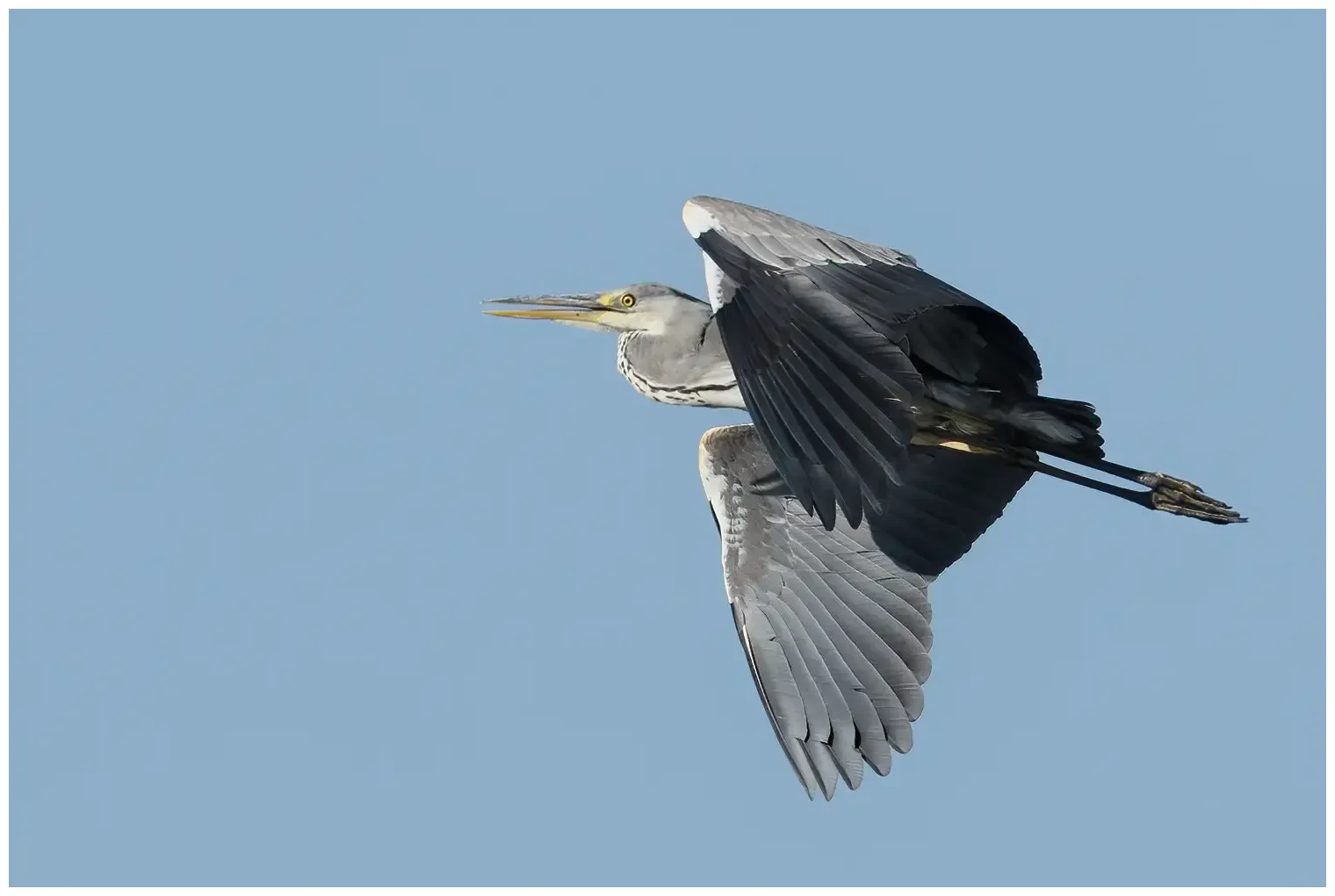 Grey Heron