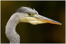 Grey Heron