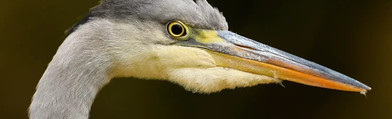 Grey Heron. Only the head is visible. Light neck, strong yellow beak and distinctive black stripe behind the eye.