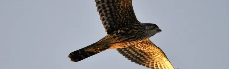 Merlin. Seen from the underside up towards the sky. Short wings and long tail.