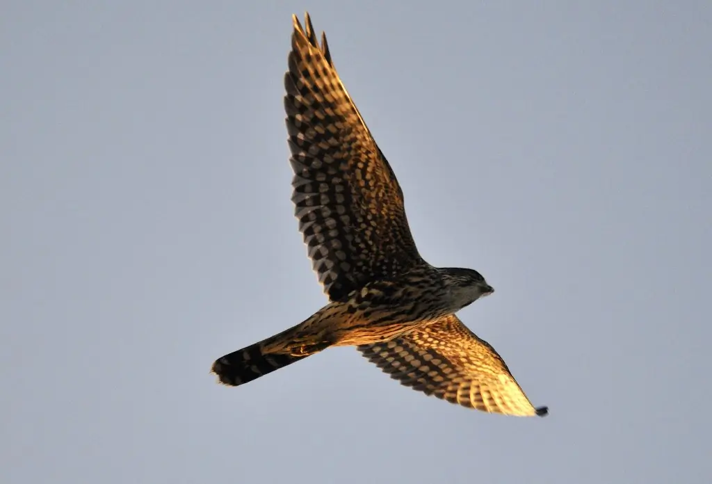 Merlin. Seen from the underside up towards the sky. Short wings and long tail.