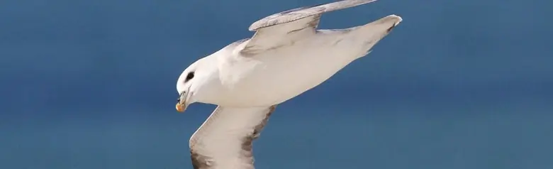 Northern fulmar
