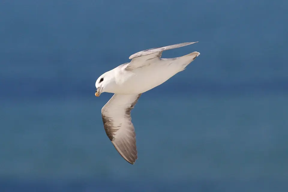 Northern fulmar