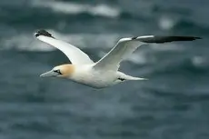 Northern gannet