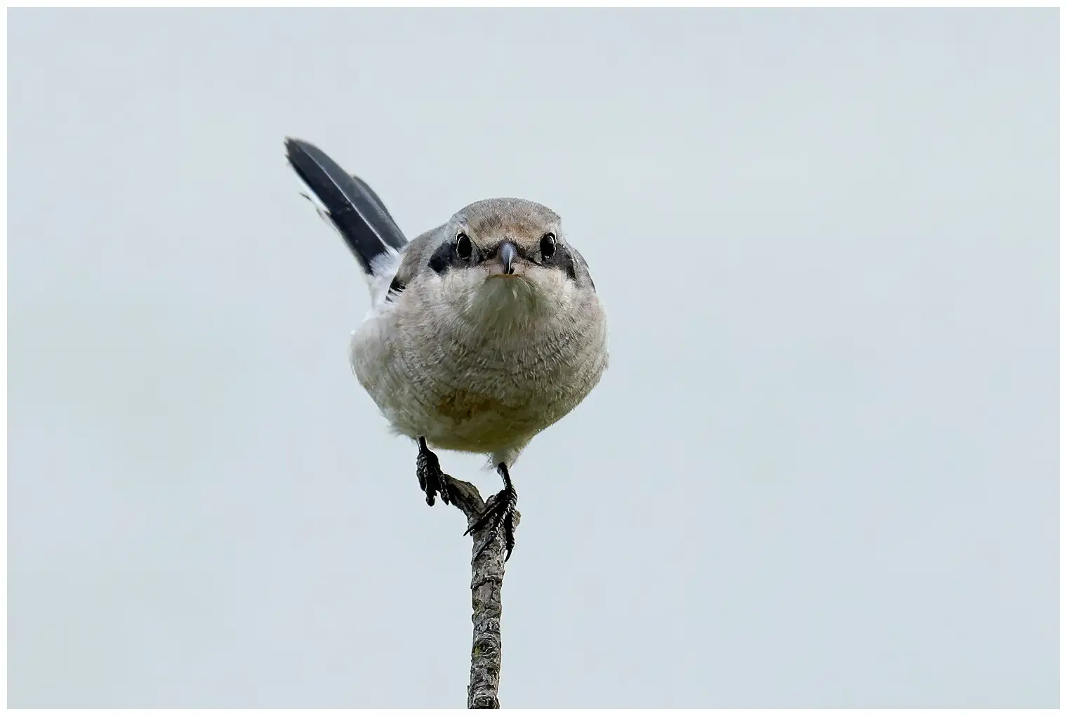 Great Gray Shrike