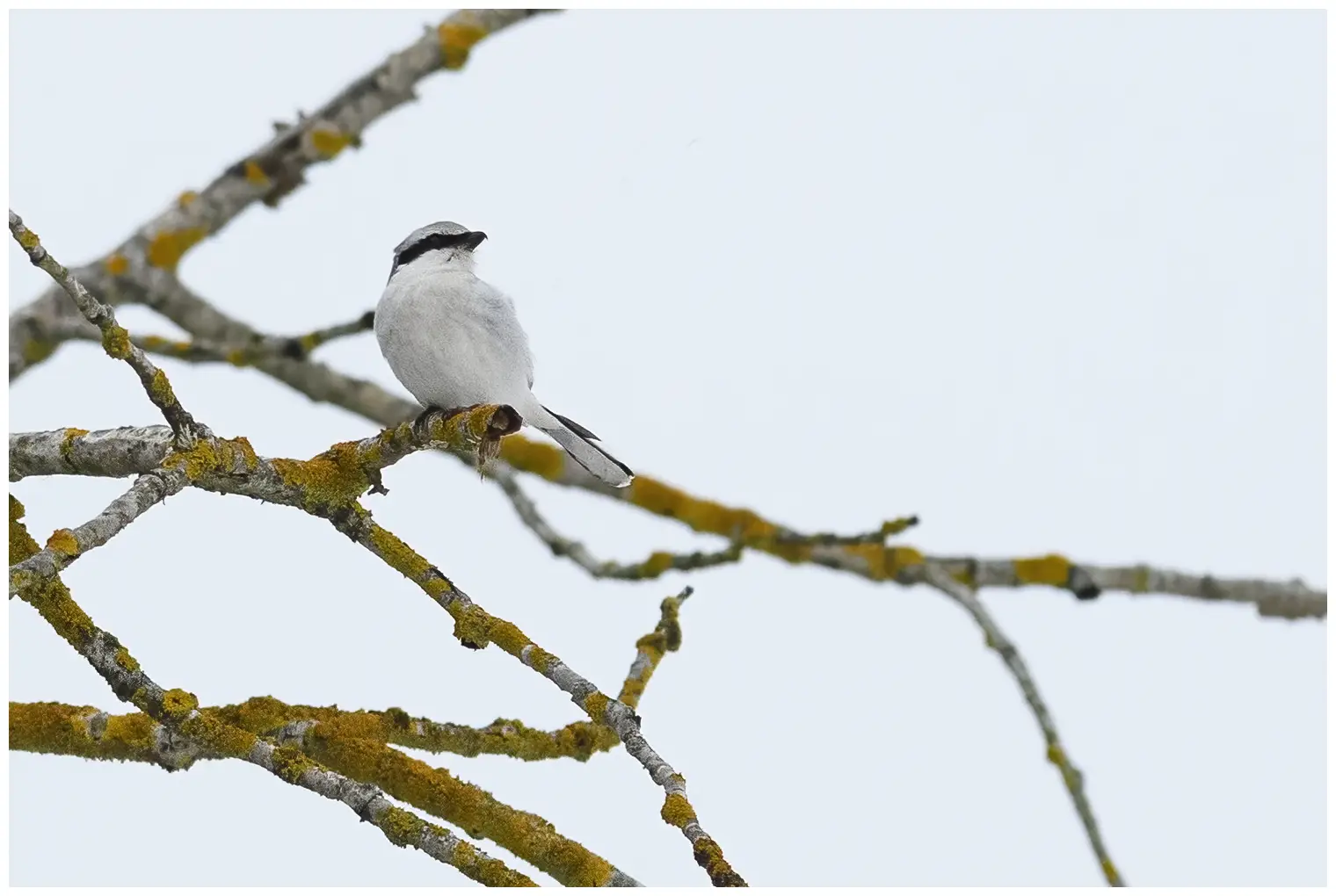 Great Gray Shrike