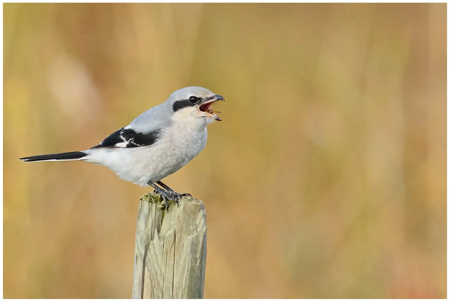 Great Gray Shrike